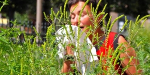 Metode za suzbijanje karantenskih korova